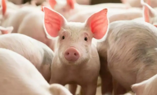 2025年中央一号文件对养猪业的影响