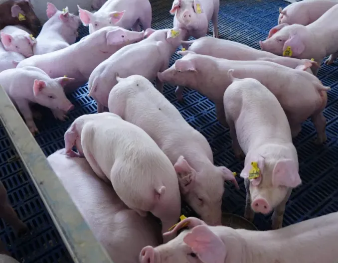 刷新记录!国外一头母猪一窝产下45头仔猪,我国的记录是多少?