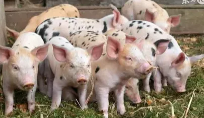 仔猪又涨!不到1周上调超50元/头,3-6月持续涨?