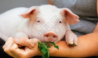 全国农产品批发市场猪肉平均价格为20.79元/公斤 比昨天下降0.3%