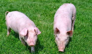 最忆是乡间   养猪