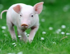 全国农产品批发市场猪肉平均价格为20.79元/公斤 比昨天下降0.3%