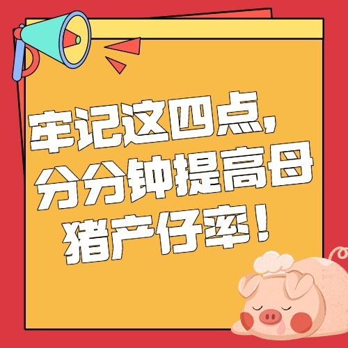 牢记这四点，分分钟提高母猪产仔率！