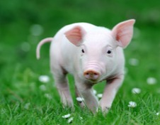 今日超前猪价-2025.3.19-明天超前猪价走势分析