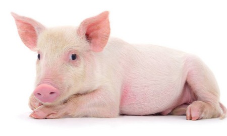 今日猪价（2025.3.20）