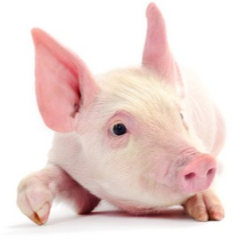 什么人养猪可以做到5元保本