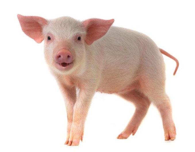 与繁殖障碍关系密切的传染病防治