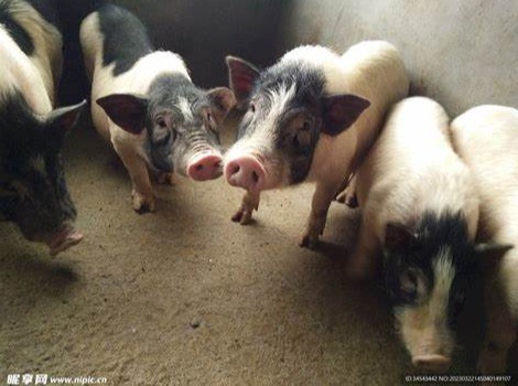 规模化猪场的硬件设施规范和执行标准