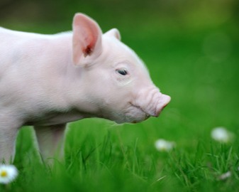 土猪复兴：139个品种及配套系，13家国家核心育种场，年出栏量2200万头左右！