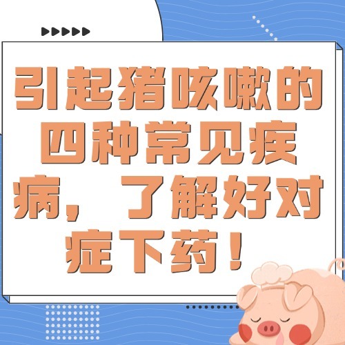 引起猪咳嗽的四种常见疾病，了解好对症下药！