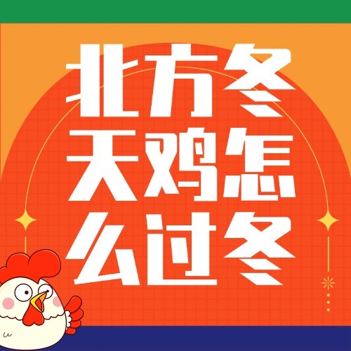 北方冬天鸡怎么过冬