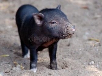 养猪最忌讳的四条，触碰一条猪场必定赔钱！