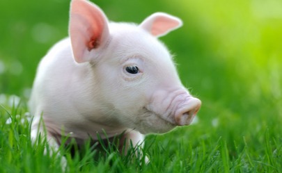 一夜“突变”，猪价下跌“踩刹车”！附：3月25日猪价