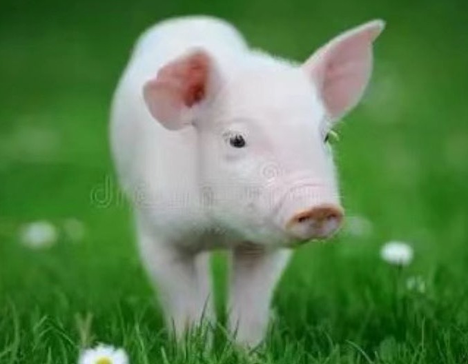    保育猪腹泻消瘦分析防治