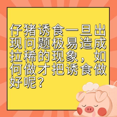 仔猪诱食一旦出现问题极易造成拉稀的现象，如何做才把诱食做好呢？