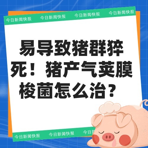 易导致猪群猝死！猪产气荚膜梭菌怎么治？