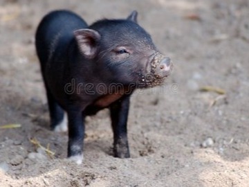 大胆预测！猪价跌后“V”形反转？4月猪价或上演“峰回路转”大戏！