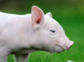 国外“小飞”疫情严重，真能带动国内猪价上涨吗？别被忽悠了！