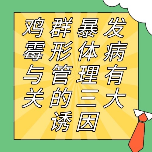 鸡群暴发霉形体病与管理有关的三大诱因