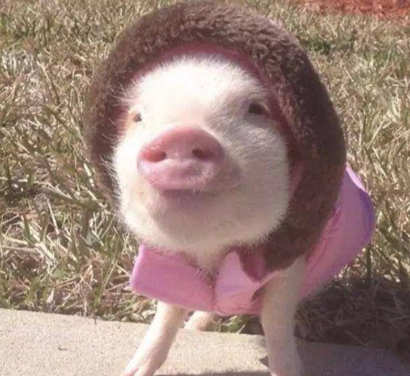 猪价开门红！【明天猪价】4月1日生猪价格涨跌表！