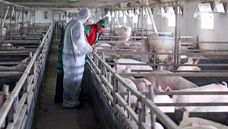 山东省2024年度生猪产业发展形势及2025年展望