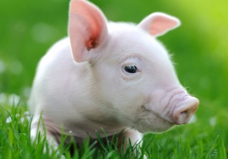 超出想象！4月猪价开门涨红？投资60亿育种式养猪，怎么做？猪肉制品竟喷洒敌敌畏，如何罚？