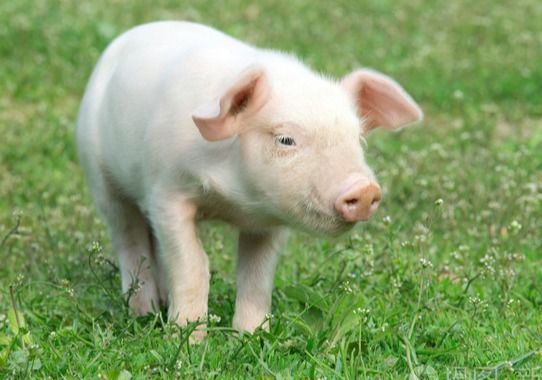 去年5月起便持续上涨的生猪产能开始兑现！猪价承压，头均盈利已降至两位数，今年的拐点在哪里？