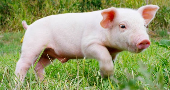 猪传染性胸膜肺炎为何在种猪场难以净化？