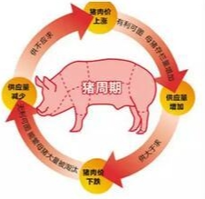 【生猪】供强需弱格局延续 猪价承压弱势运行