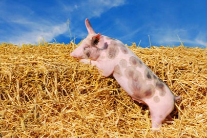 伪狂犬病毒阴性感染对育肥猪呼吸道的影响及处理方法