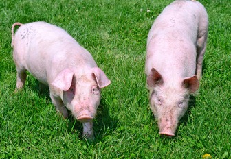 【明日猪价】4月8日：猪价多地“冲8”，再度变天！