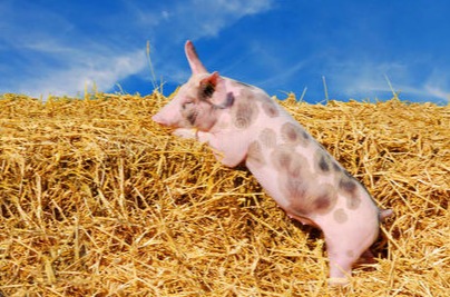 变天！4月生猪市场“崩盘预警”！标猪洪峰+肥猪雪崩，猪价逆转？中国对美国进口商品加征关税！