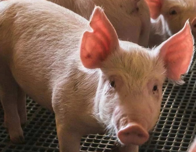 导致保育育肥猪苍白的原因分析及防治措施