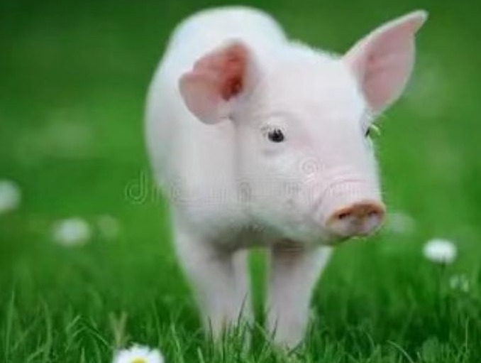 普通输精注意事项