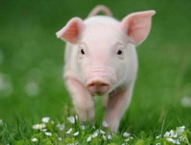 公猪采精调教要点