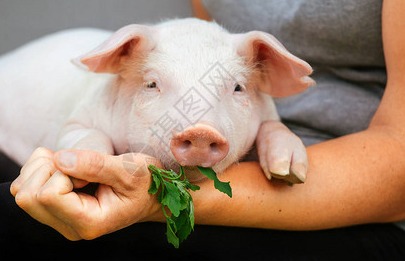 猪价上涨“节节高”？4月生猪市场行情分析