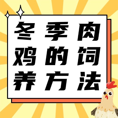 冬季肉鸡的饲养方法