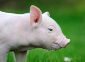 中国股市：猪肉行情将至！