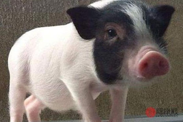 育肥猪自由采食vs限制采食：生长性能与经济效益对比研究