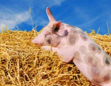 今日超前猪价-2025.4.11