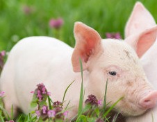 “火箭式”飙升！南北猪价“全线飘红”！二季度或迎报复性大涨！