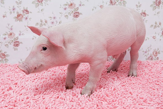 2025.4.15明日全国最新猪价信息（疯狂上涨！全国一片红！）