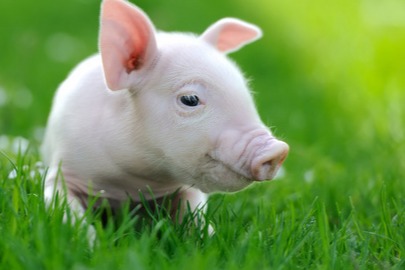 多地有涨！【明天猪价】4月16日生猪价格涨跌表！