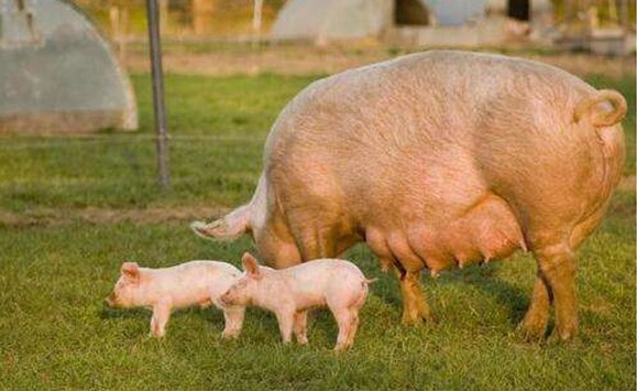 疾病控制的原则