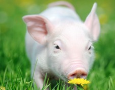 【超前猪价大预测】4.17~4月19日！养猪人沸腾了！"黄金猪周期"强势回归：缺猪+抢猪大战！