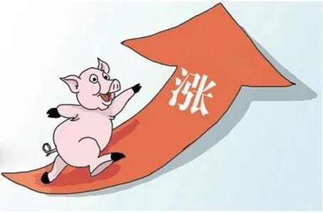 下跌昙花一现，猪价上涨“拦不住”？