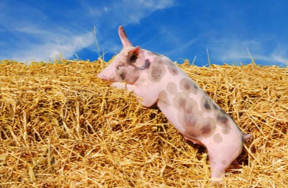 4月18日生猪价格行情全解析！你的地区是涨是跌？