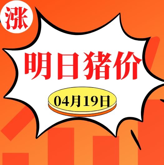利好来了！猪价开启全线上涨！4.19明日猪价早知道,全国最新猪价信息