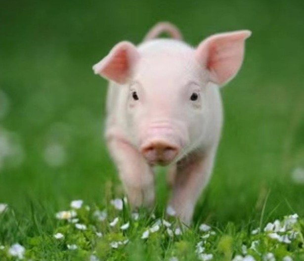 猪场环境控制对猪只各生长阶段的影响