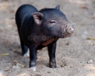 【超前猪价大预测】4.23~4月25日！猪价十字路口：4月下旬到5月，向左走还是向右走？